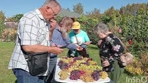 Самый вкусный виноград 2025г