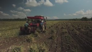 МАСШТАБНОЕ ПРОИЗВОДСТВО СЕВЕРНОГО ЧЕСНОКА В РОССИИ