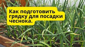 Как я готовлю грядку под чеснок — просто, но эффективно!