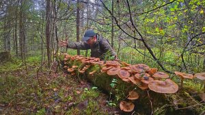 ЭТО ШОК! НАШЕЛ НАСТОЯЩИЙ КЛОНДАЙК ИЗ ГРИБОВ В ЕЛОВОМ ЛЕСУ | НАПОЛНИЛ ТАРУ ЗА 5 МИНУТ | ГРИБЫ 2025