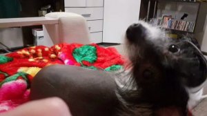 лапочка Гарри