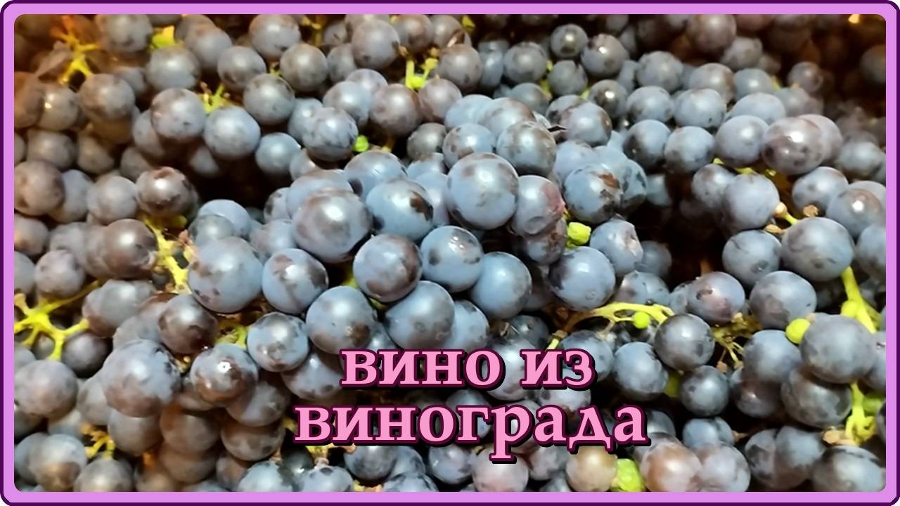 Вино из ВИНОГРАДА в домашних условиях