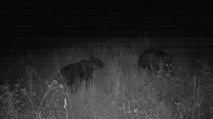 Подготовка к охоте на медведя.