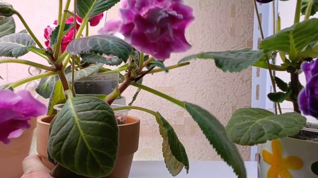 девочки радость радостная 😊🌹😍ТЕПЕРЬ У МЕНЯ ЕСТЬ НОВЫЙ СТЕЛЛАЖ!! 🤗🤗🤗ОБЗОР! смотреть онлайн