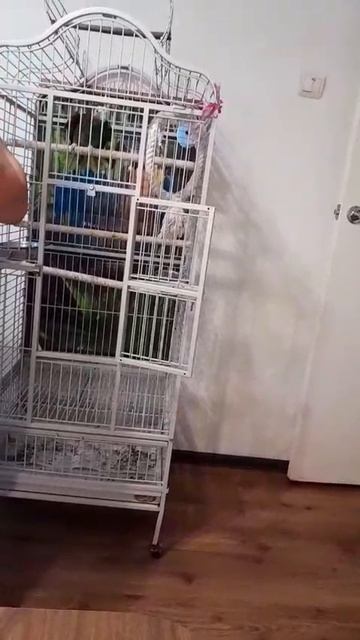 #Shorts #Встреча #По́пугай