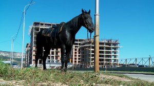 В Кисловодске нашли хозяина табуна лошадей