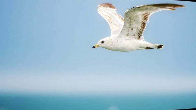 Звук природы. Природа. Море. Звук моря и чаек