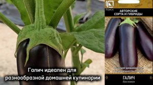 Этот урожайный баклажан идеален для домашней кулинарии. Попробуйте и не пожалеете!