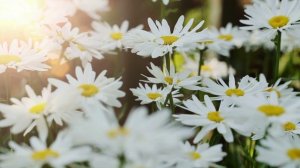 Про любит-не любит