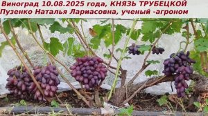 Виноград 10.08.2025 года Князь трубецкой- грозди по 1,5-2 кг и крупная ягода дразнит покупателей
