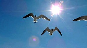 Звук природы. Природа. Море. Шум моря и крики чаек