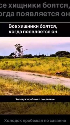 Настоящий повелитель Африки