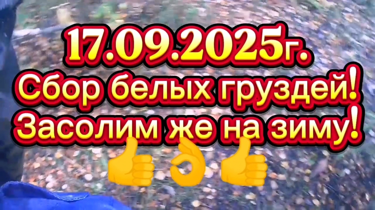 СБОР БЕЛЫХ ГРУЗДЕЙ! #recommended #грибы #сборгрибов #природа #природасеверногокрая #живаяприрода