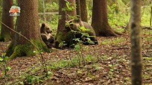 Сентябрьские неактивные активности медвежьего народа!