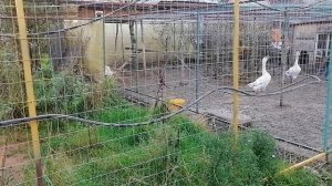 Отзыв о риппа319