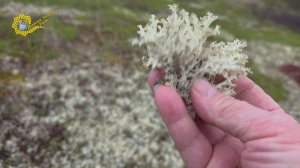 Бывший пос. Западный, тундра и брусничка...