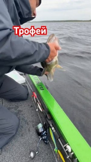 Живи! Дружок! #shorts #fishing #рыбалка #лодка #судак #трофей #катер #супер #щука #юмор