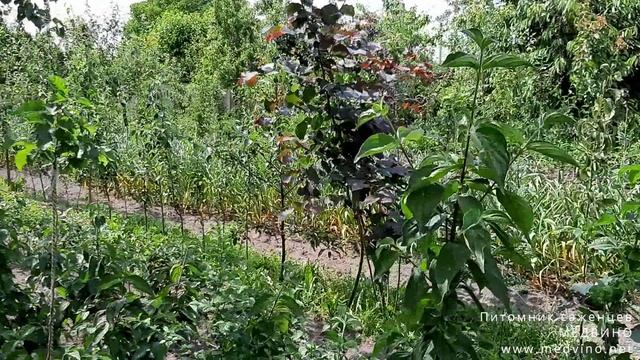 Как улучшить качество почвы #какулучшитьземлю #какповыситьплодородиепочвы смотреть онлайн