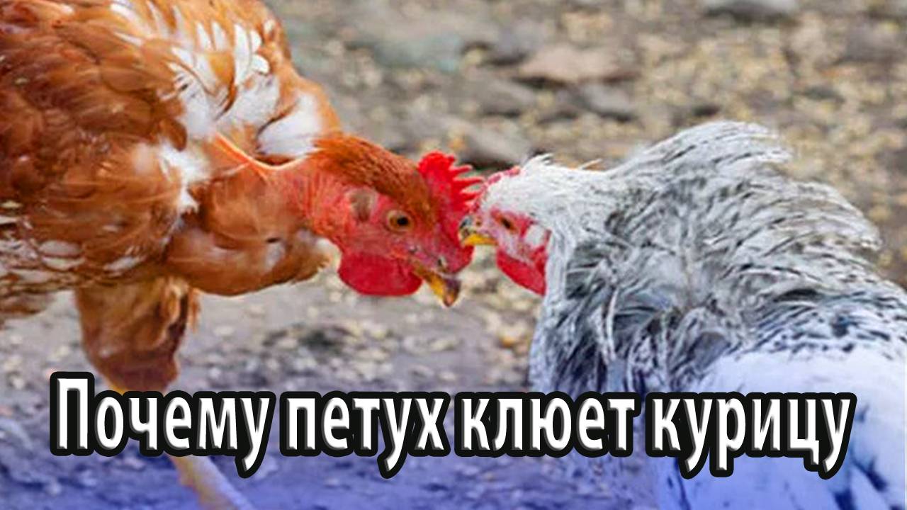 Почему петух в птичьем гареме клюет курицу