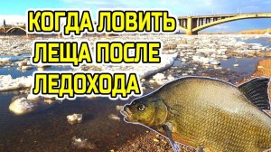 Когда начинать рыбалку на леща после ледохода ПОЛЕЗНЫЕ СОВЕТЫ
