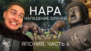 Город, где олени правят! Самое необычное место в Японии!