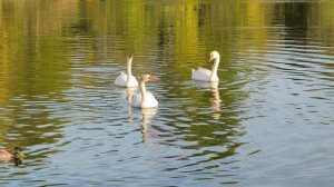 4K 60fps на зум-камеру Xiaomi 15T Pro