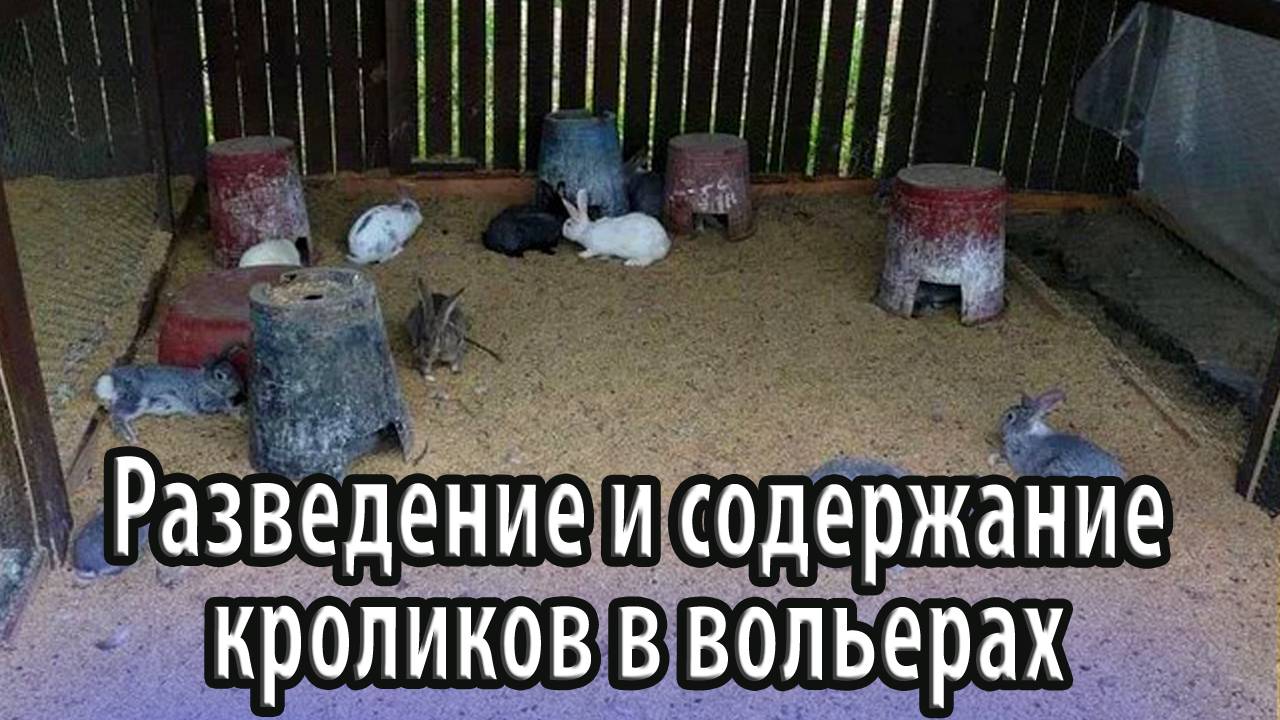 Разведение и содержание кроликов в вольерах особенности конструкции и её преимущества