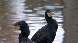 В КРАСНОЯРСКОМ КРАЕ РАЗРЕШИЛИ ОХОТУ НА БАКЛАНОВ