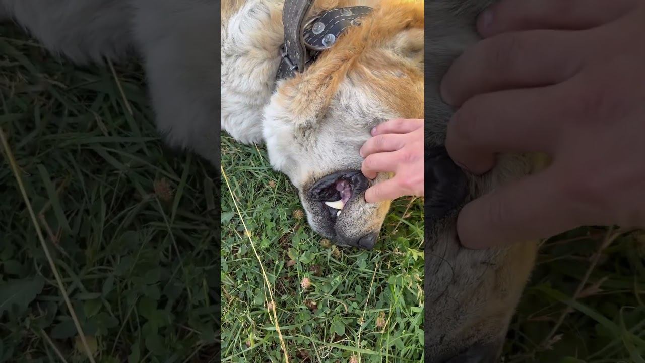 Путешествие на #royalenfield #bear650 #грузия #горы смотреть онлайн