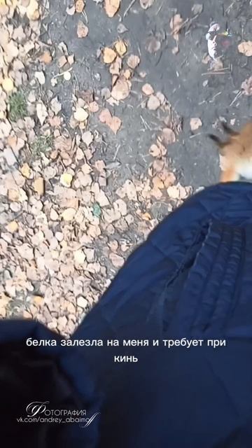 Белка без комплексов в #парковыйчелябинск #карманпокажи 
#абаимовандрей
#фотопарковый