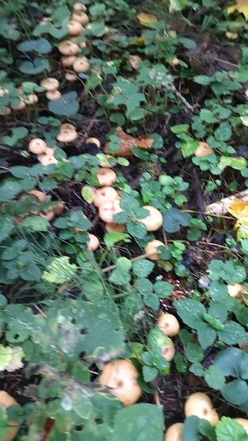 Осенний опёнок галлика