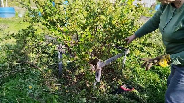 Осенняя обрезка крыжовника. смотреть онлайн