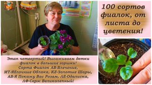 100 сортов фиалок, от листа до цветения! Этап четвертый! Высаживаем детки фиалок в большие горшки!