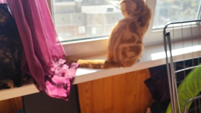 Бабье лето🐞🍀😸👍 смотреть онлайн