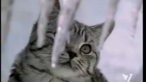 Новогодняя реклама Whiskas