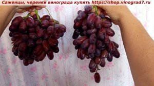КНЯЗЬ ТРУБЕЦКОЙ - ГФ винограда с огромными гроздями, очень вкусной ягодой и красивым внешним видом.
