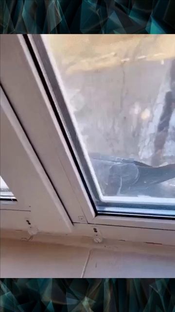 Кот и голубь смотреть онлайн