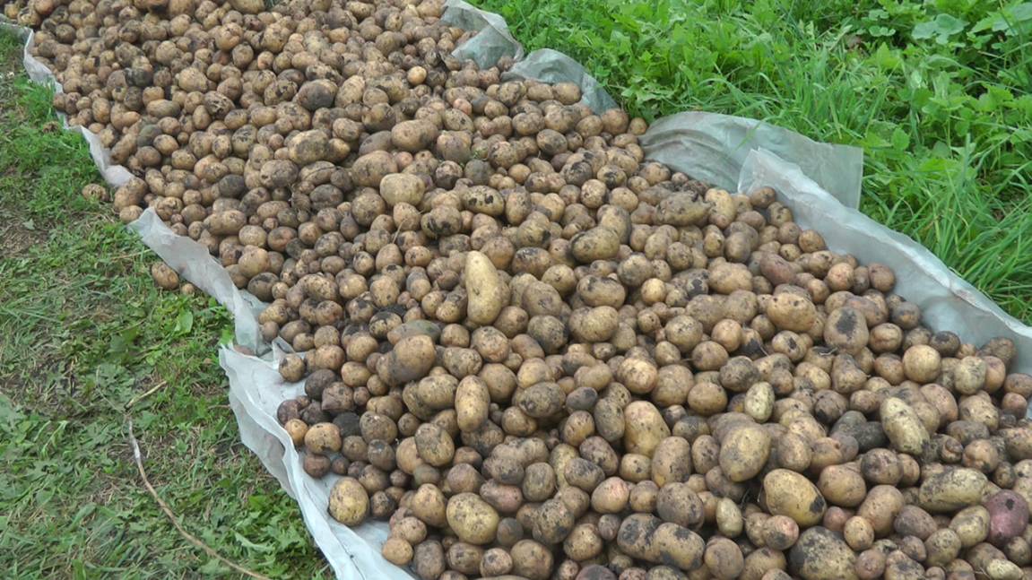 МТ-110,Ока на уборке урожая.2025г. смотреть онлайн