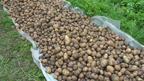 МТ-110,Ока на уборке урожая.2025г.