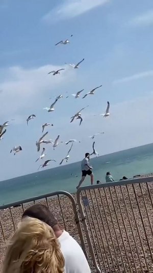 Будни чайки