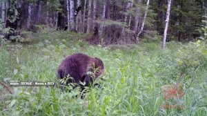 Три медведя за сутки вышли к людям в Братске и Братском районе