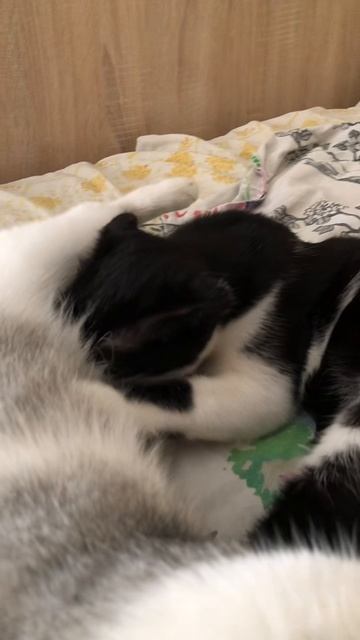 Ну ведь большая уже девочка, а все туда же🤣 да еще и мамку чужая🤣