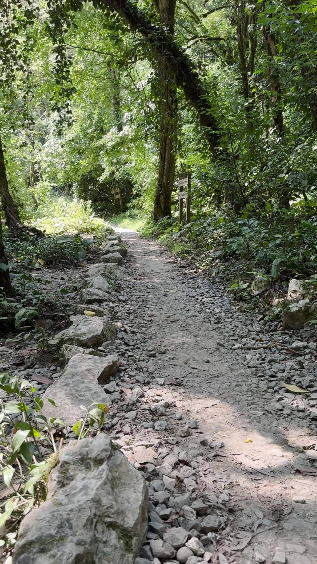 🌳 «Тропкой древней» прогулялись по Тисо-самшитовой роще этим летом #russianfolk #music