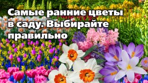 Выбираем тюльпаны, нарциссы, крокусы. Луковичные для осенней посадки