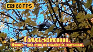 Голубь-изменник, семейная драма. Вяхирь — вид птиц из семейства голубиных.