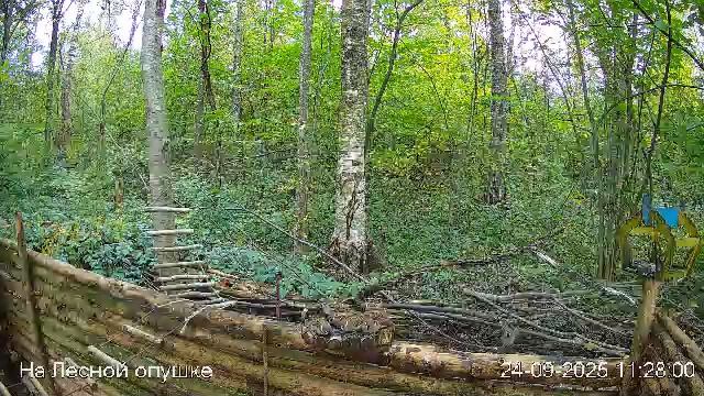 🍂СЕНТЯБРЬ в ЛЕСУ онлайн #Relaxing #природа #звуки леса #птицы #погода🍁 смотреть онлайн