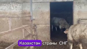 Характеристики наших племенных быков: абердинов, лимузинов и шароле