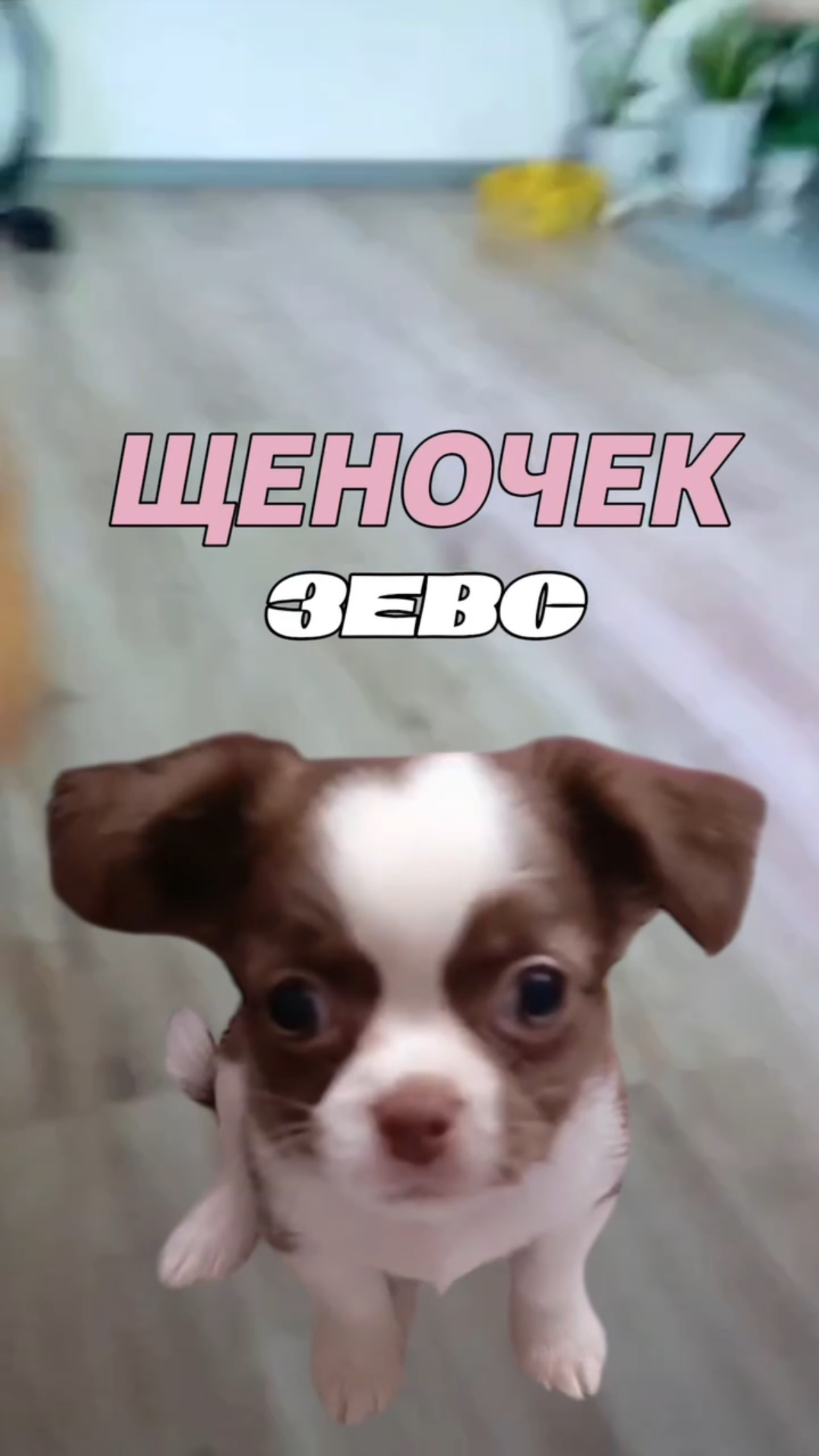 Щеночек Зевс смотреть онлайн