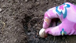Что положить в лунку при посадке чеснока? 3 обязательных компонента, которые кладу в лунку