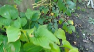 Декенея фаргеза, сентябрь 2025, станица Отрадная.